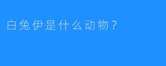 白兔伊是什么动物?