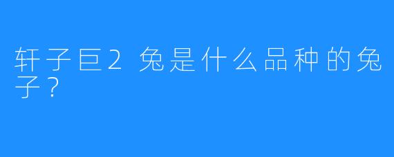 轩子巨2兔是什么品种的兔子?